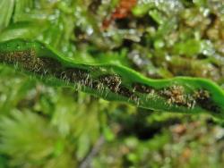 Notogrammitis ciliata. Fertile frond with long hairs in and around the sori.
 Image: L.R. Perrie © Leon Perrie CC BY-NC 3.0 NZ